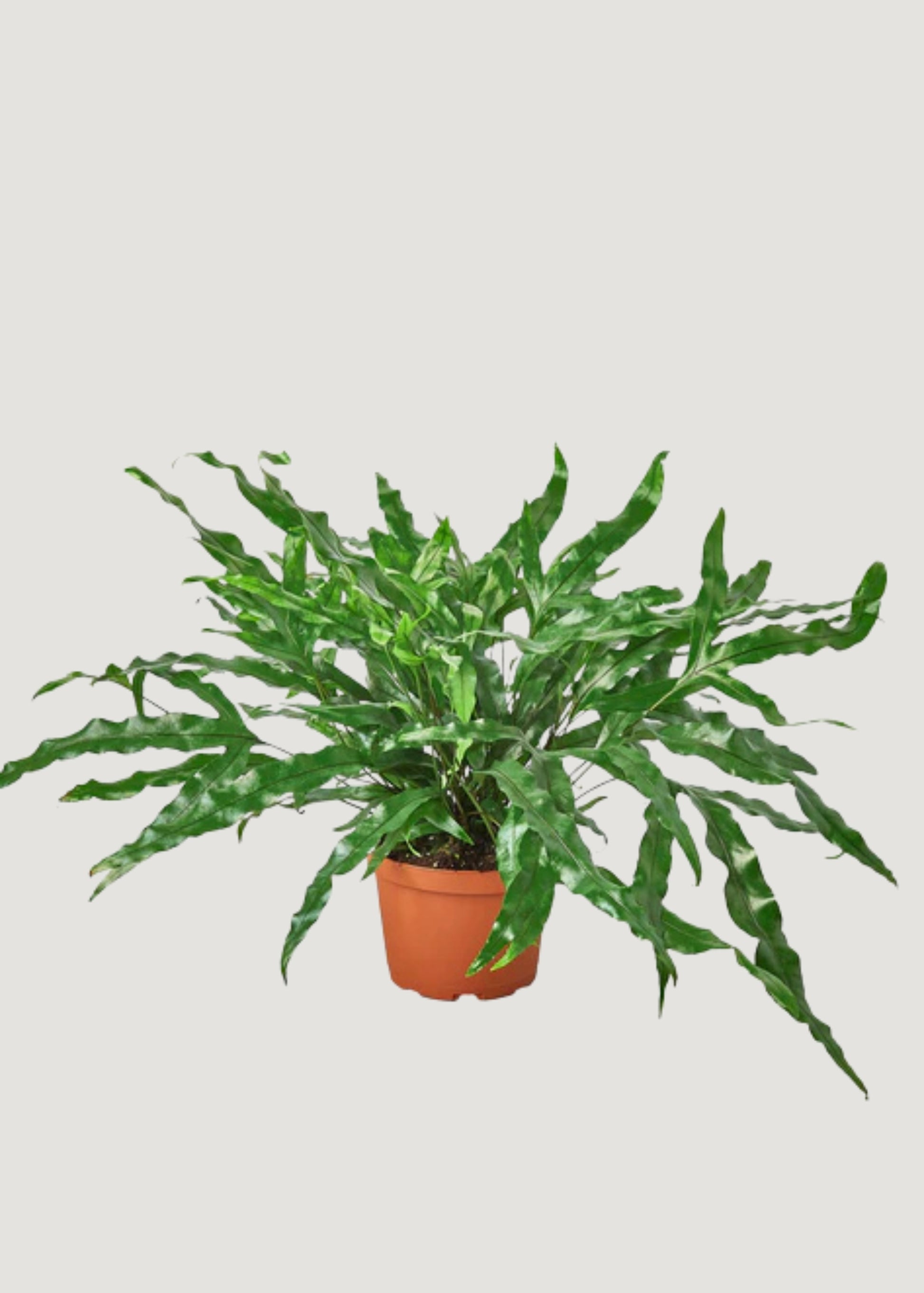 Live Kangaroo Paw Fern 
