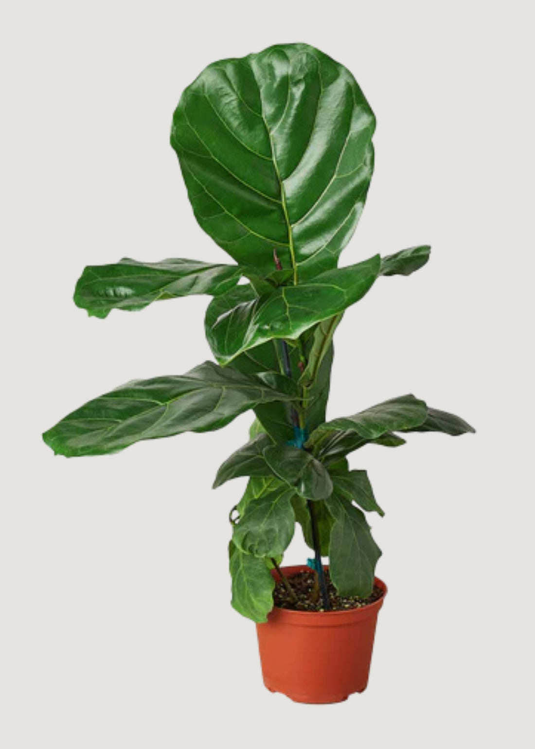 Fiddle Leaf Fig House Plant