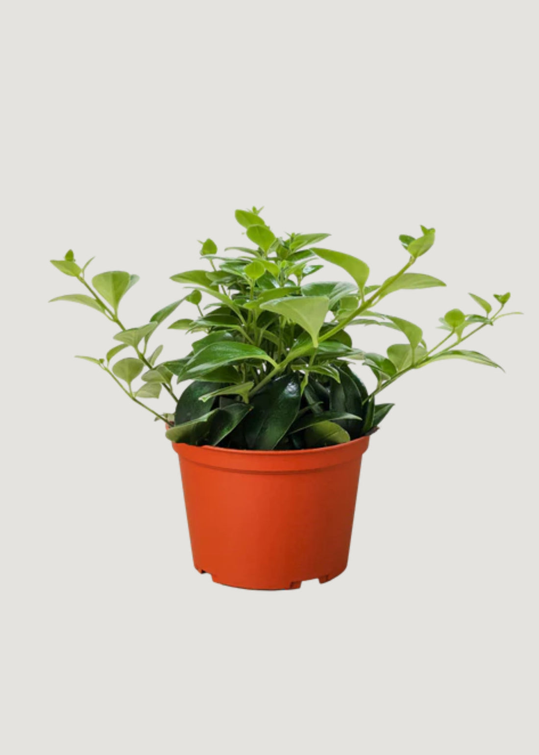 Potted Lipstick House Plant