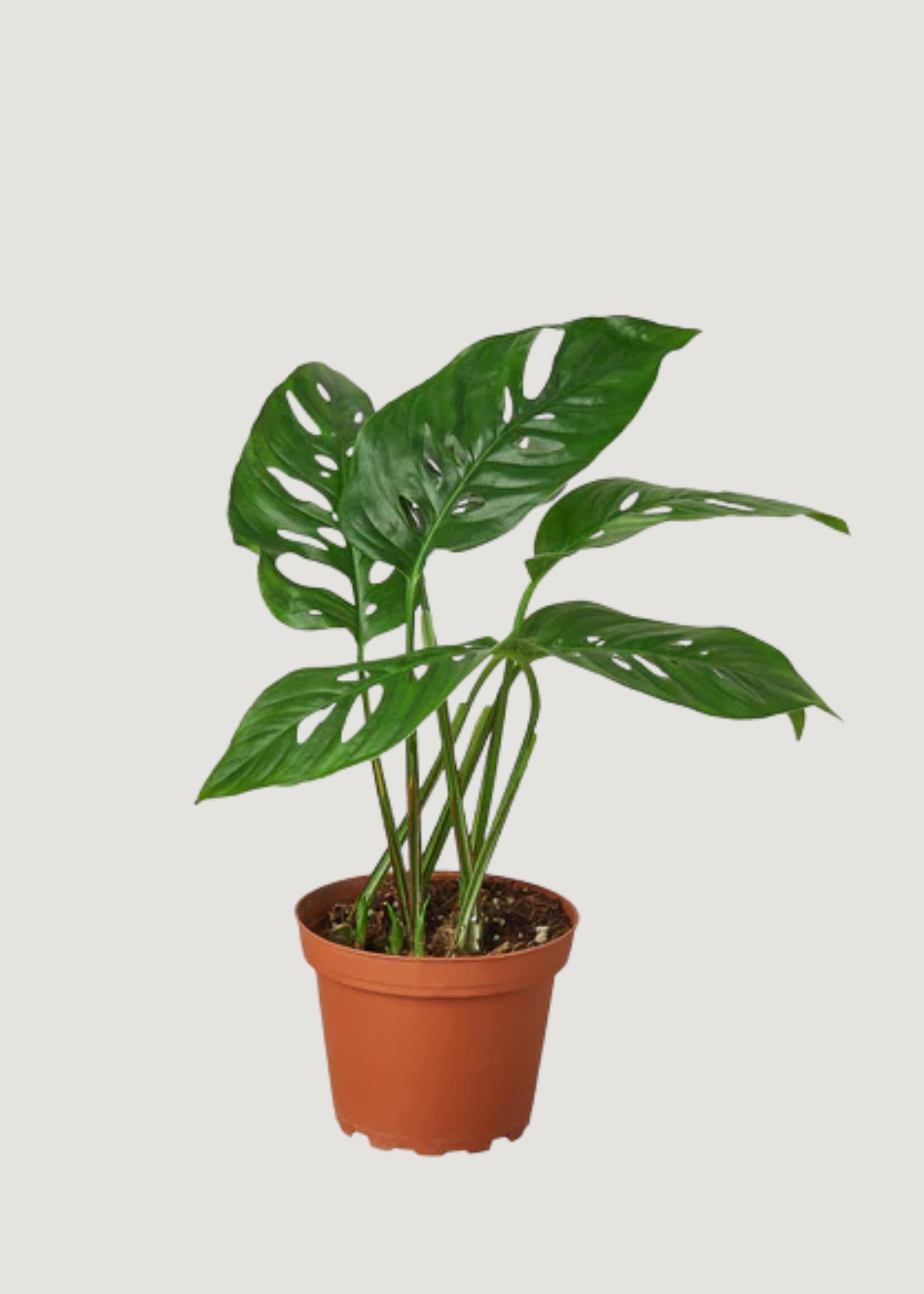 Monstera Swiss Cheese Indoor Houseplant