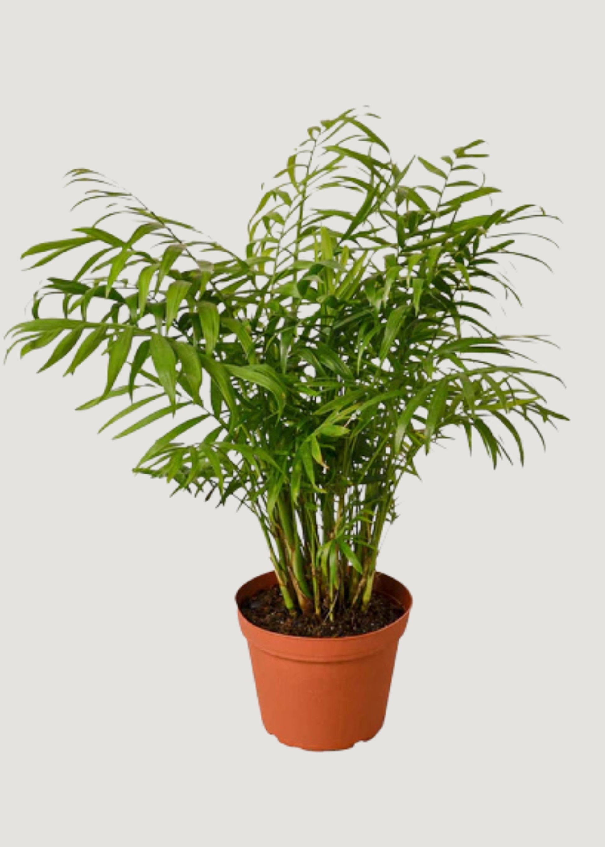 Parlor Palm Tropical Indoor Plant