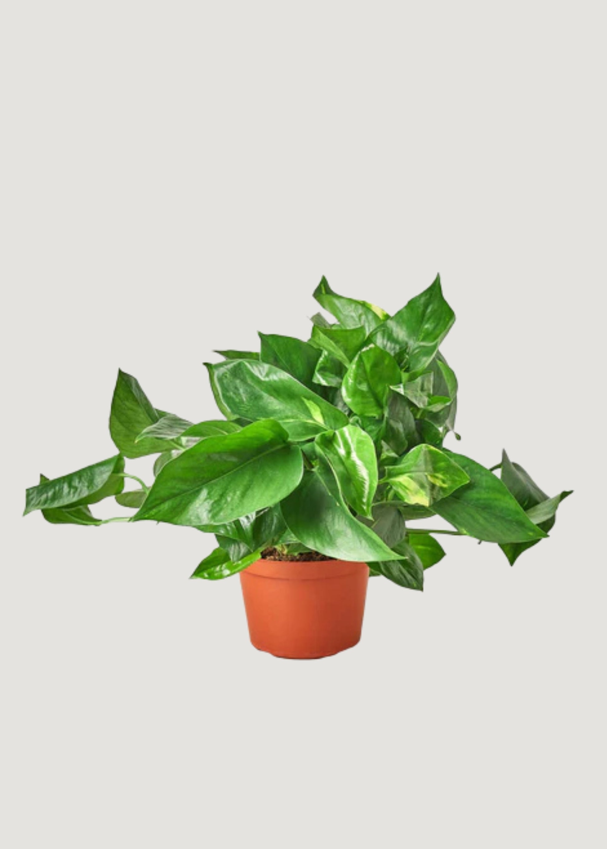 Golden Pothos Potted Plant