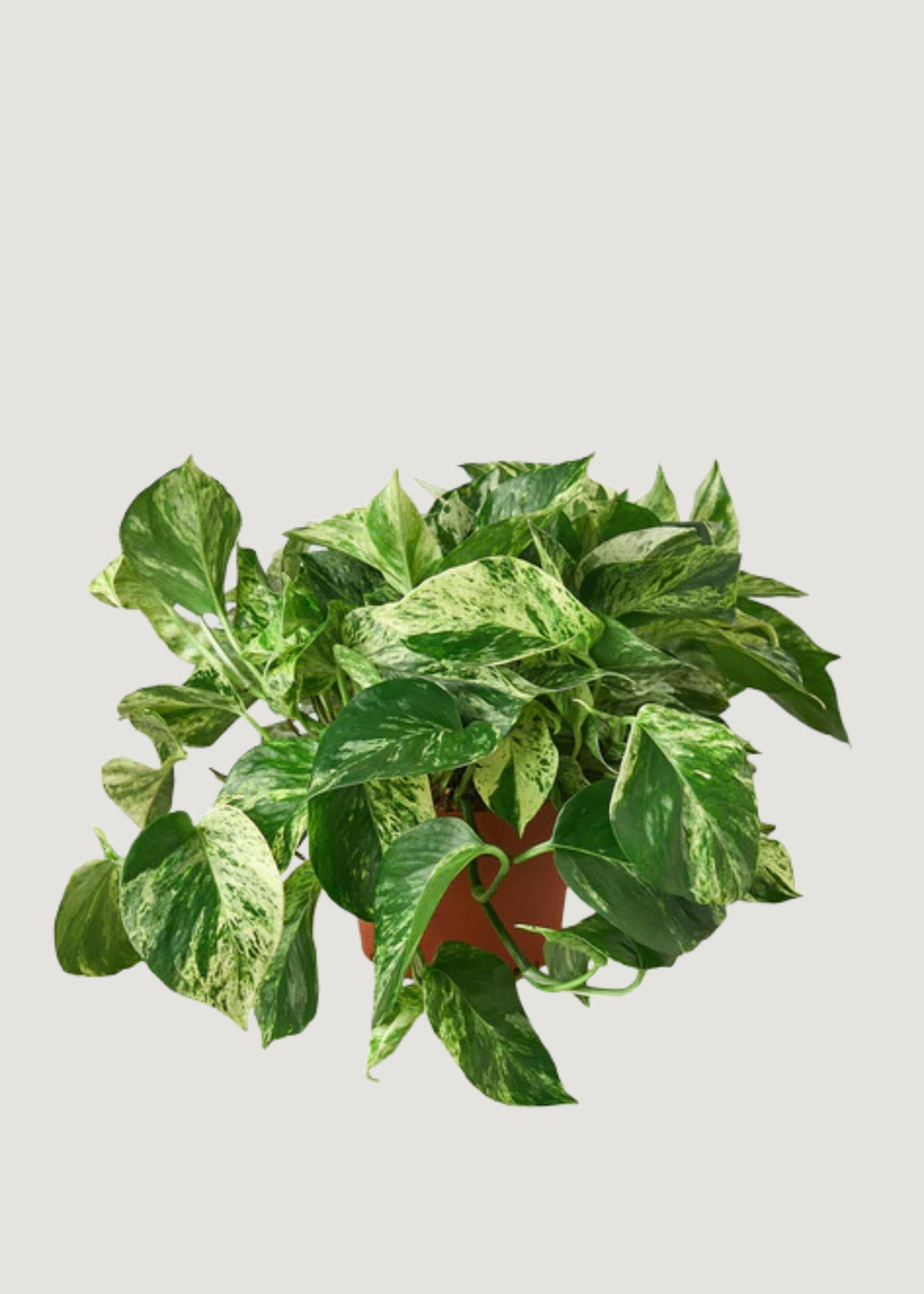Live Marble Pothos