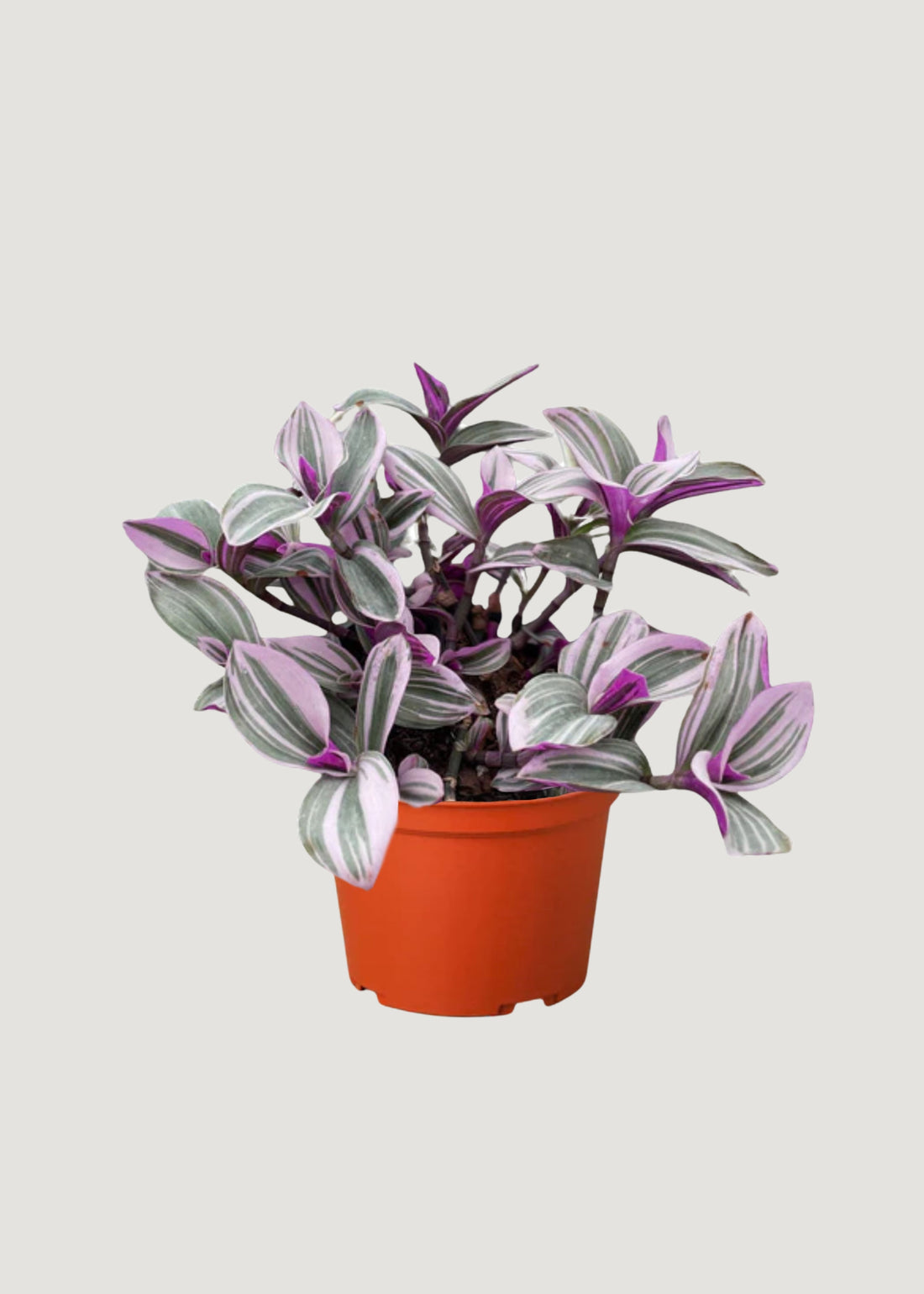 Purple and Green Tradescantia Houseplant