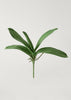 Orchid Leaves

