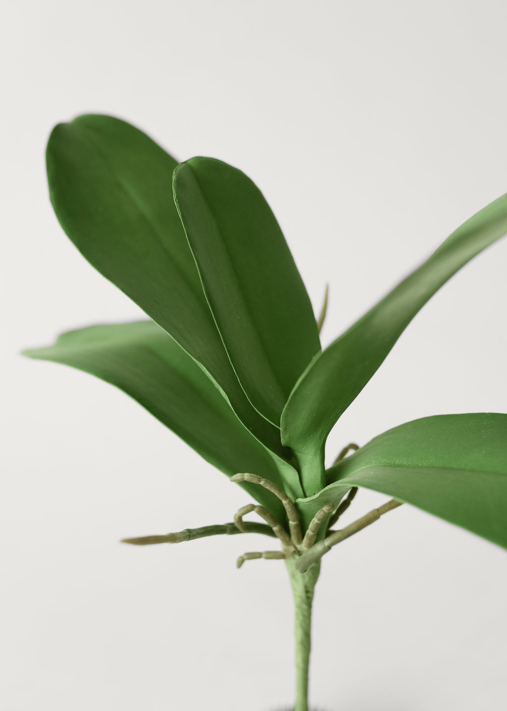 Fake Phalaenopsis Orchid Leaf Plant
