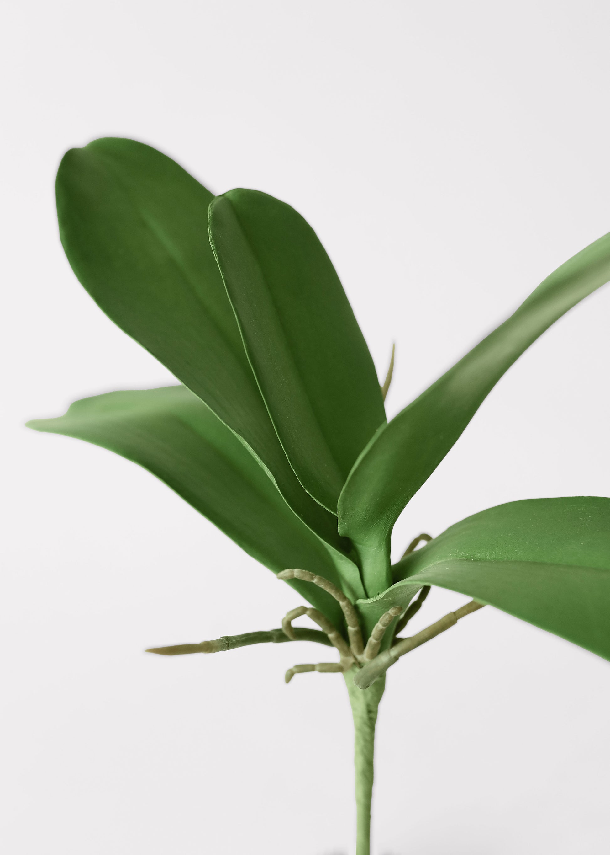 Fake Phalaenopsis Orchid Leaf Plant