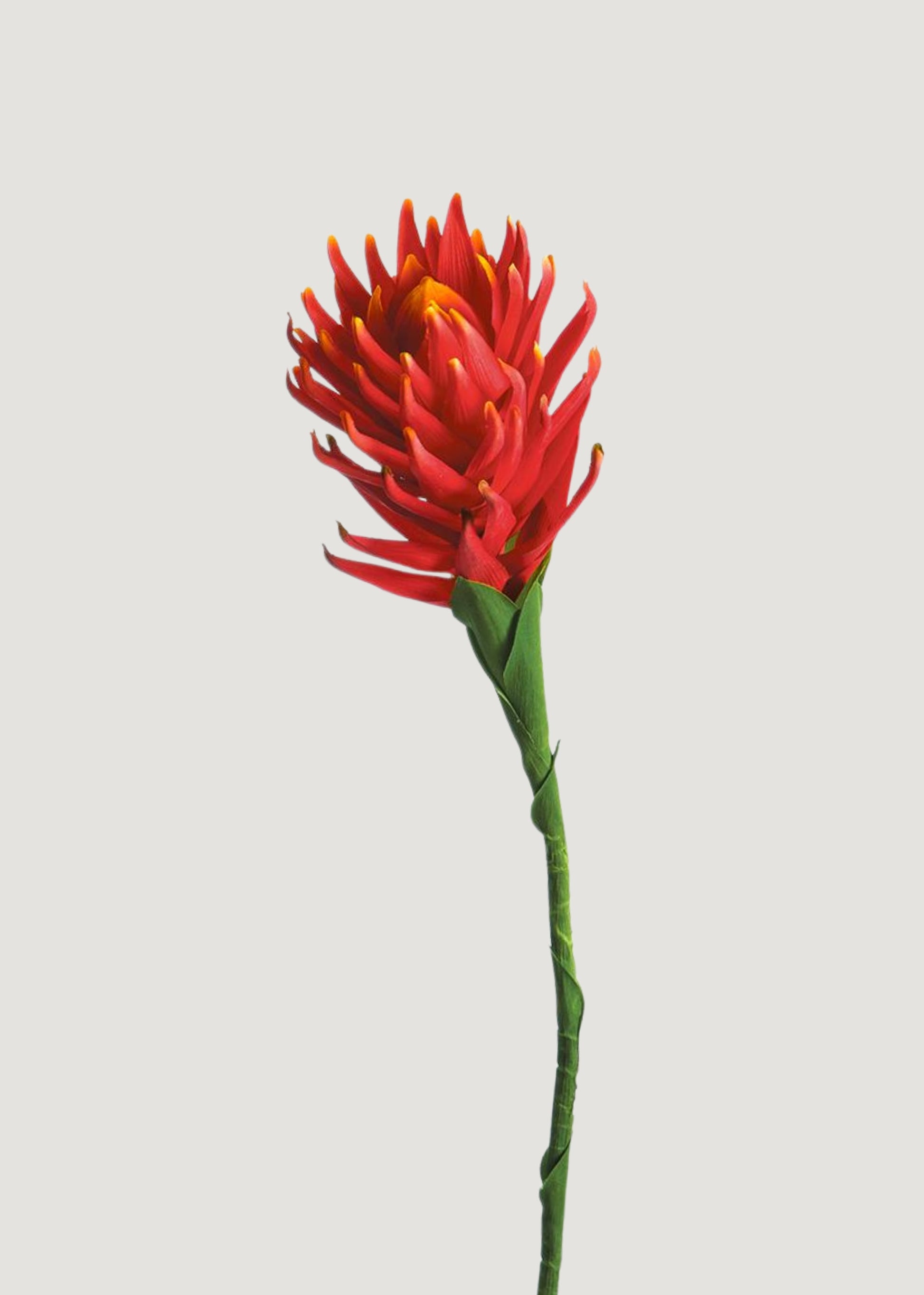 Flame Red and Orange Fake Protea Flower
