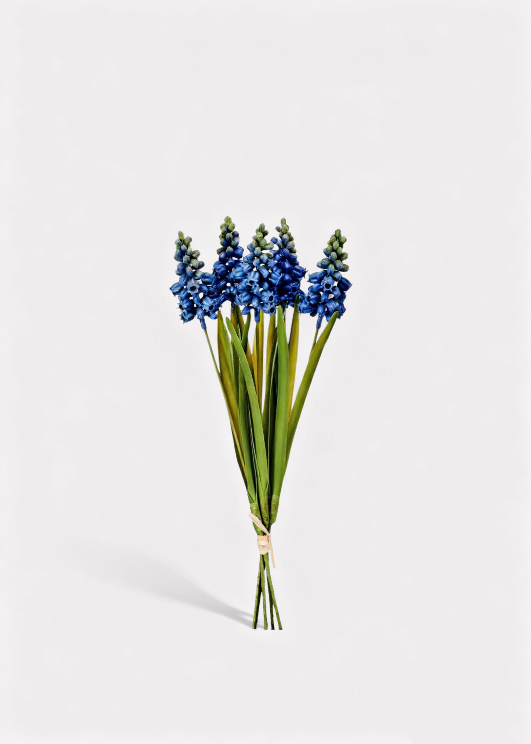 Blue Hyacinth Bundle