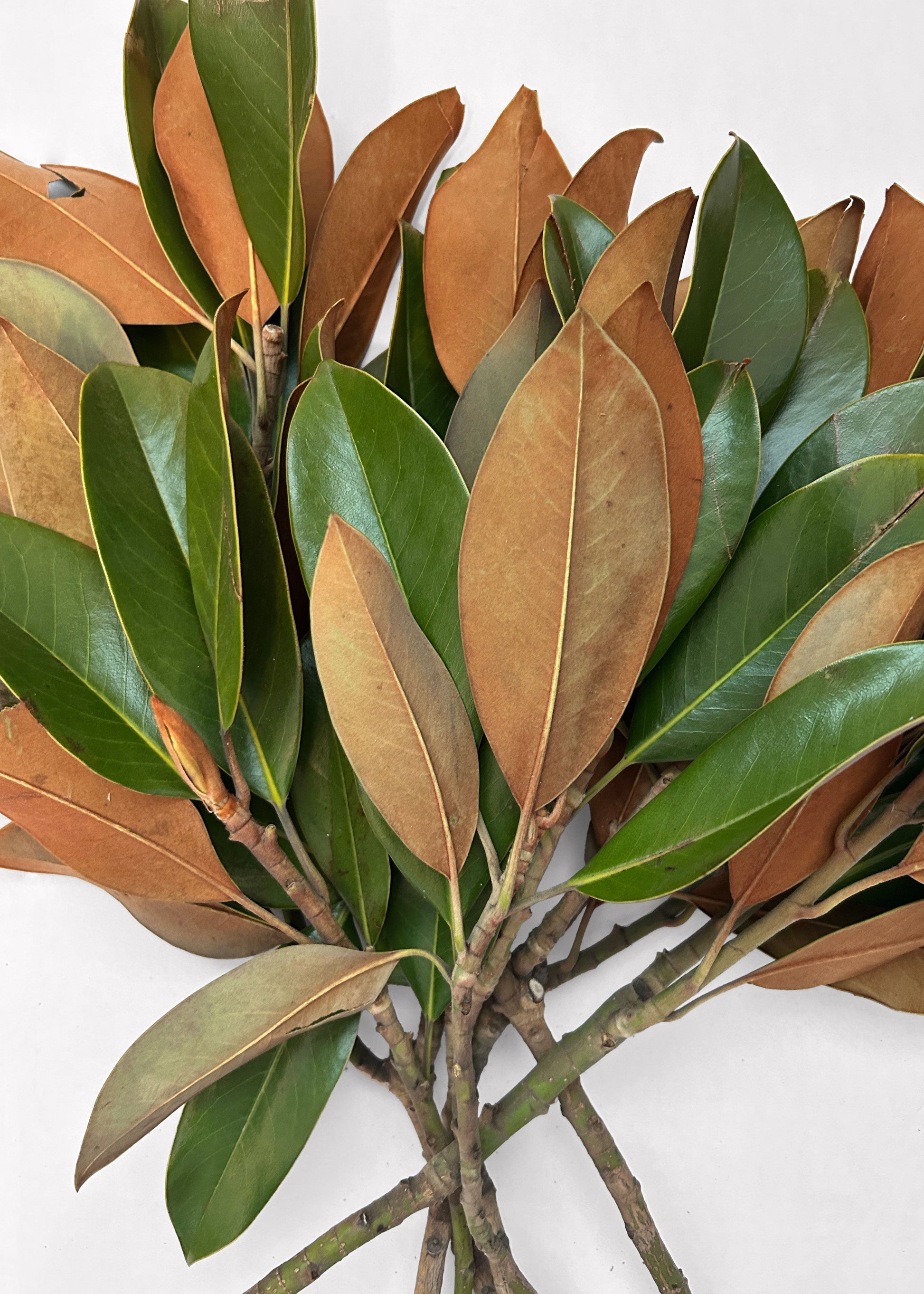 Close-up of a Magnolia Leaf Bunch 