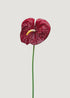 Dark Red Artificial Anthurium