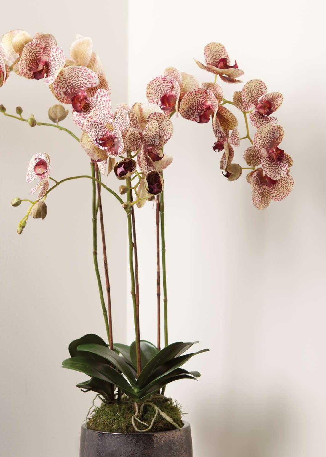 fake orchid with pink and white flowers