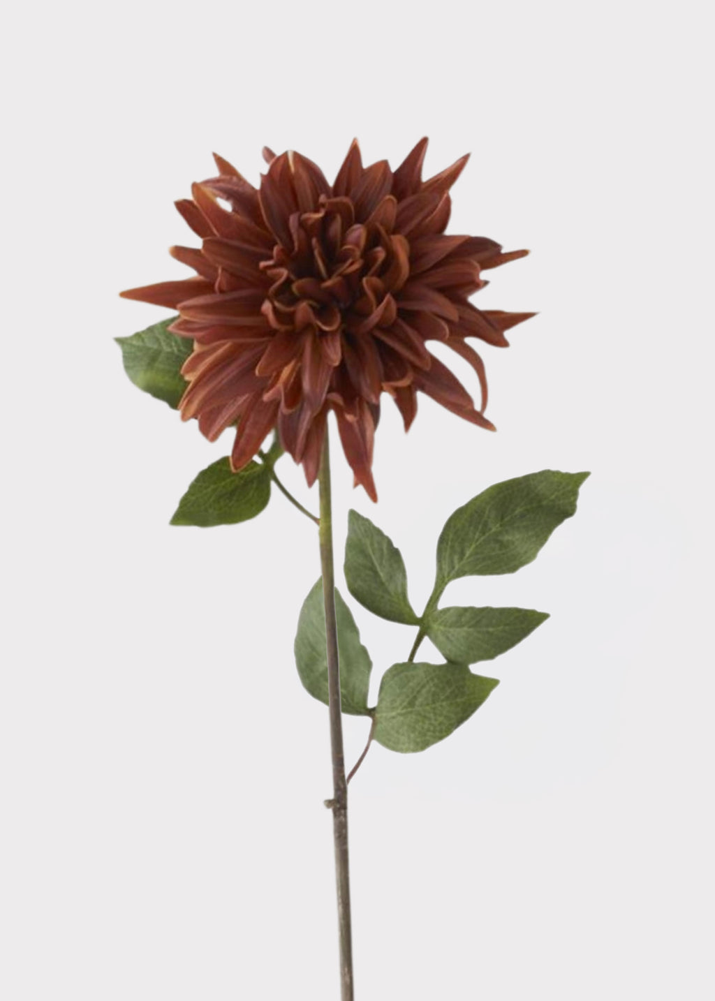 Earthy Brown Dahlia 