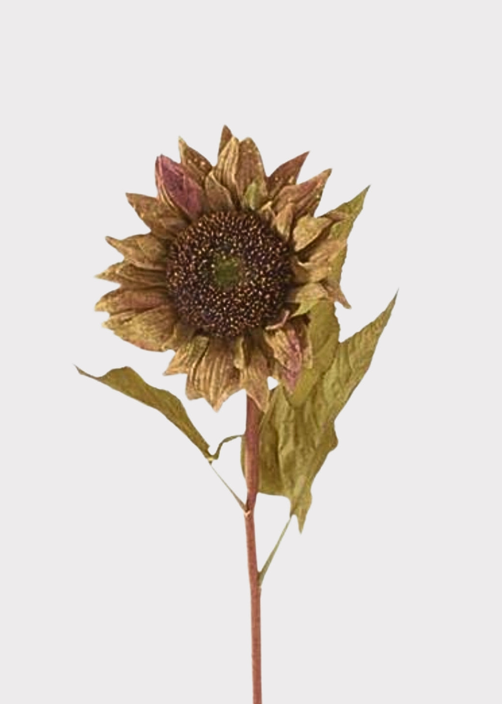 Autumn Sunflower