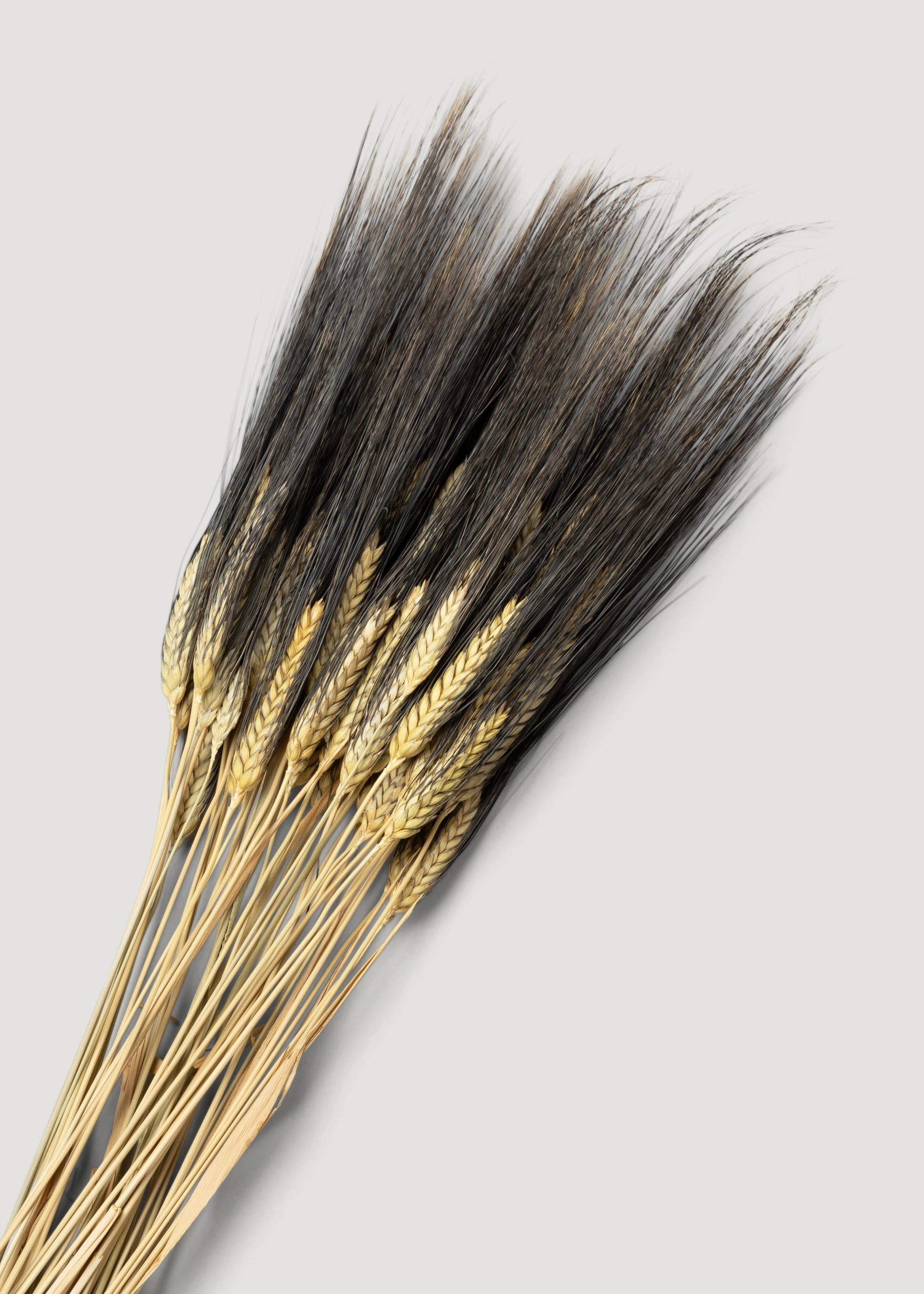 Close-up of Natural Blackbeard Wheat 