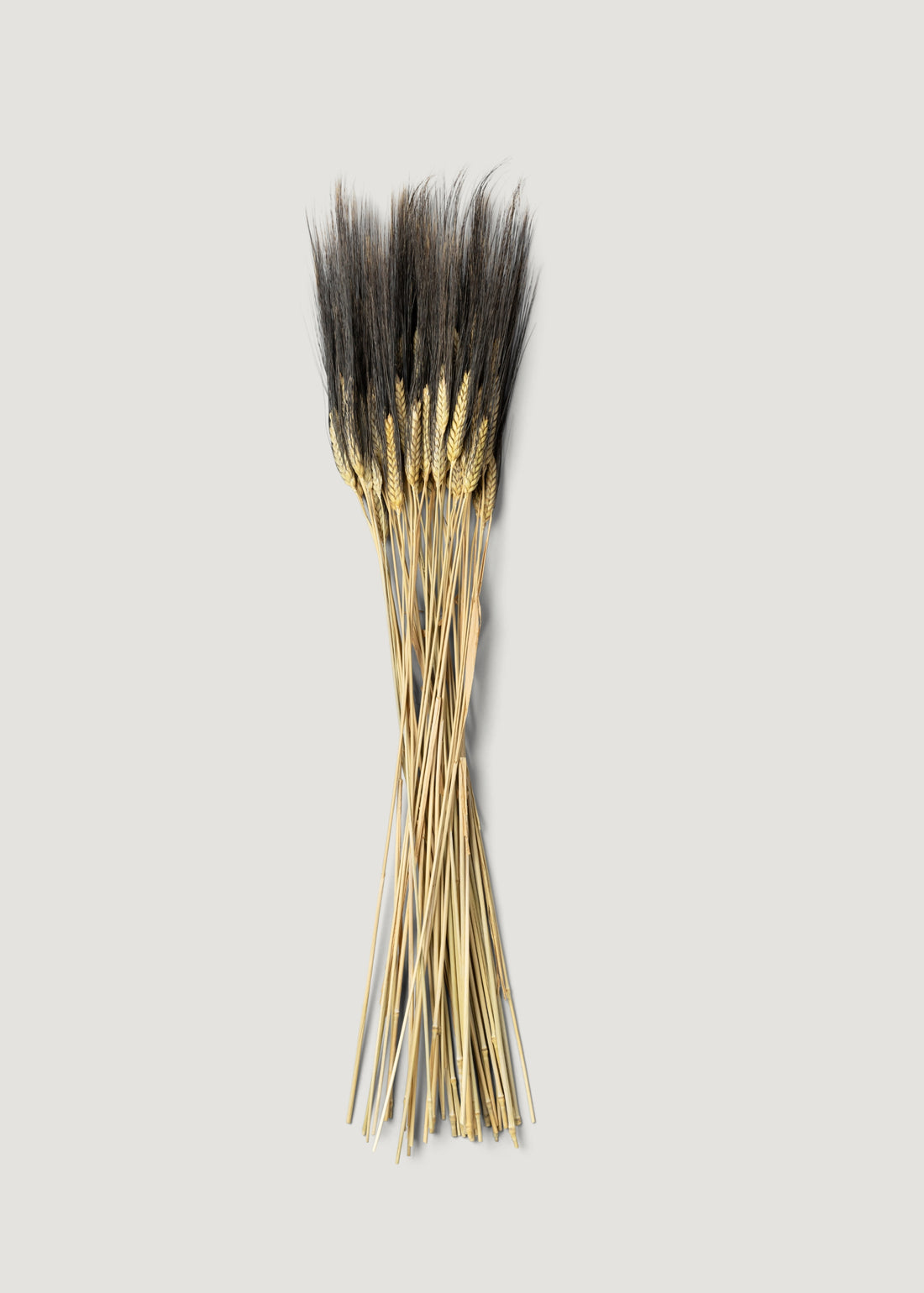 8 oz Bunch of Dried Blackbeard Wheat 