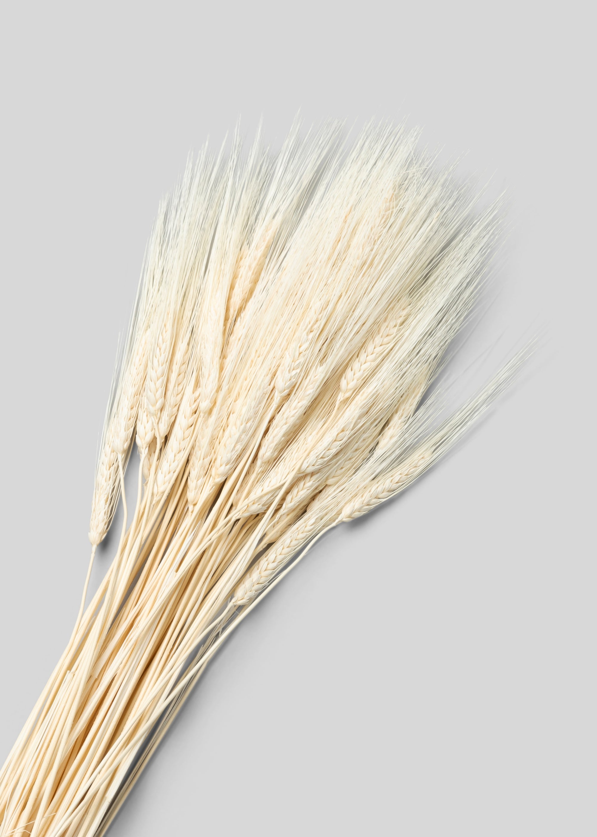 Close-up of Bleached Wheat