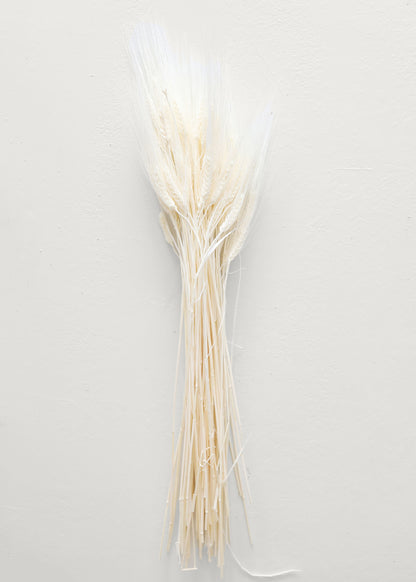 Bleached Natural Triticum Wheat 