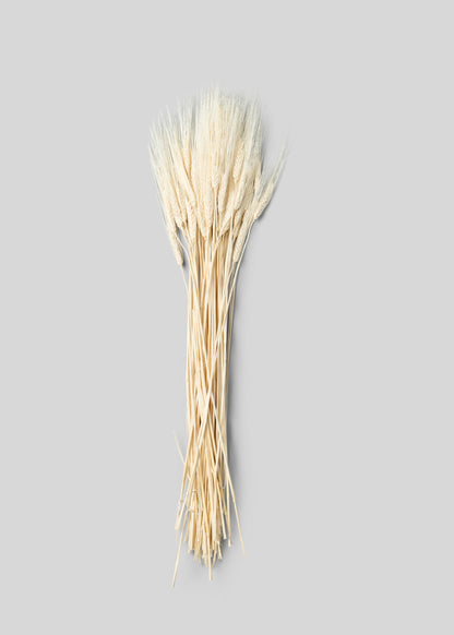 Bleached Natural Triticum Wheat 