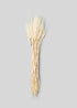 Bleached Natural Triticum Wheat 