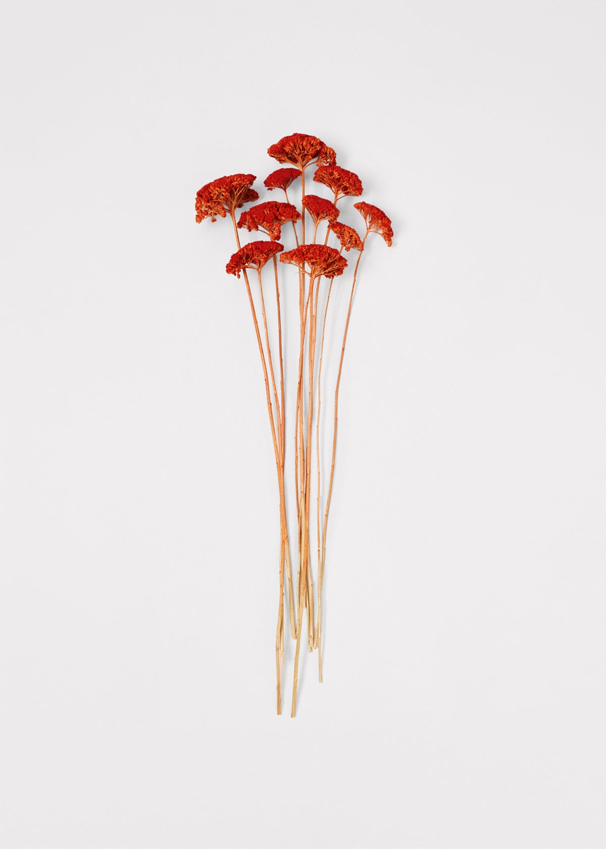 orange yarrow