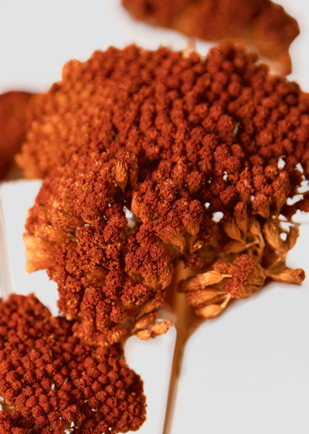 Orange Dried Yarrow Close-up
