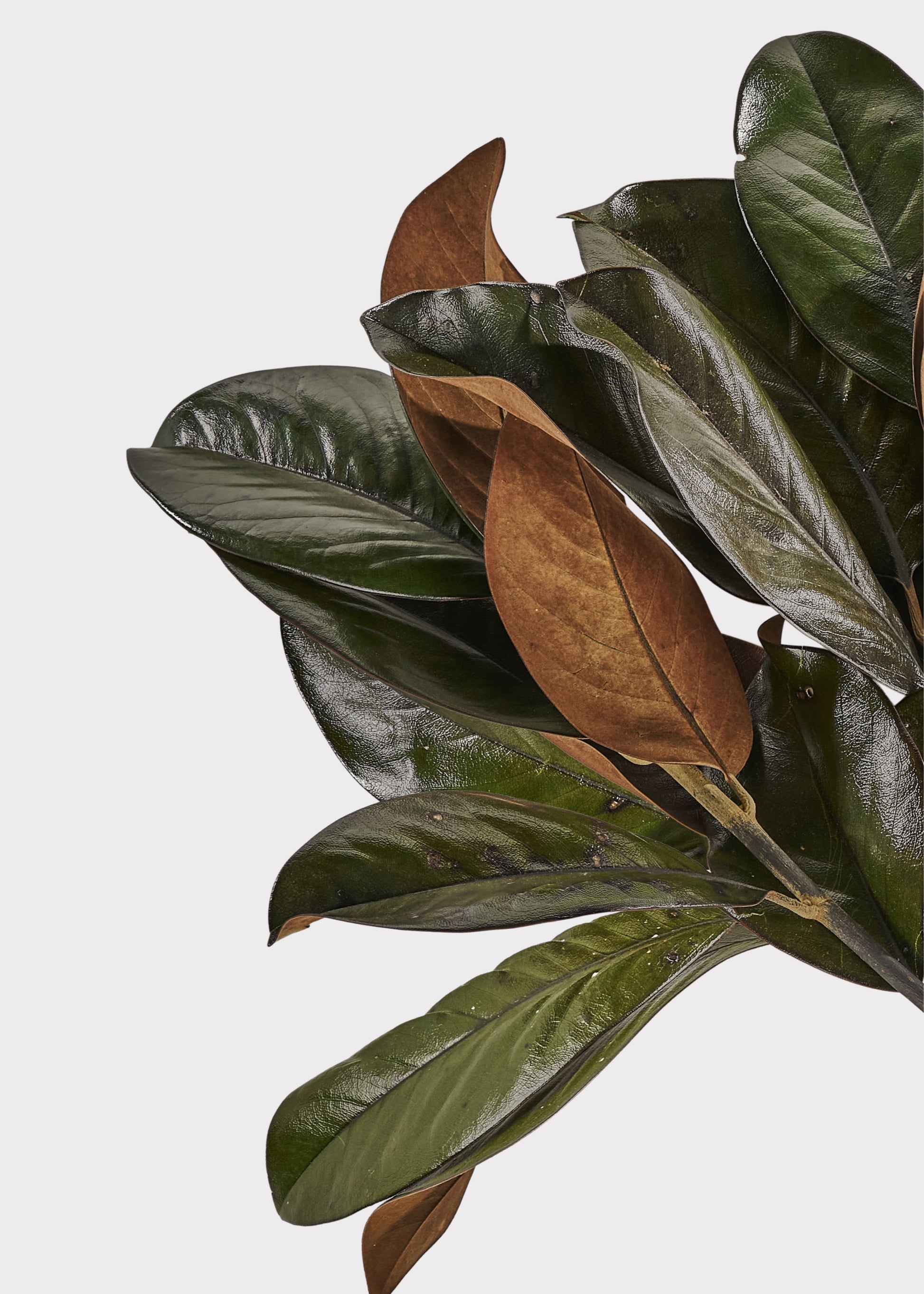 Close-up of a natural magnolia leaves