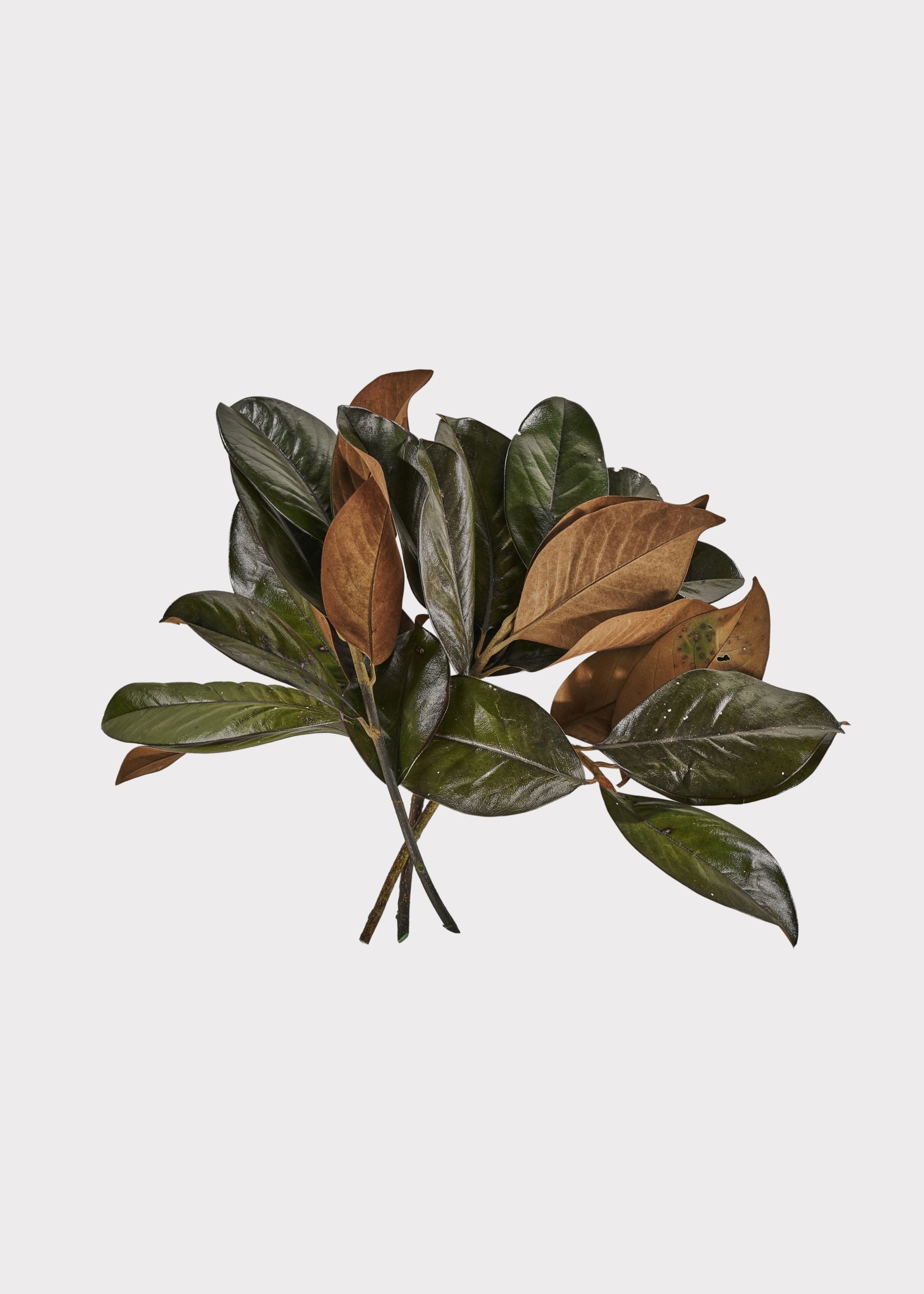 Bundle of 3 Green Preserved Magnolia Leaf Stems
