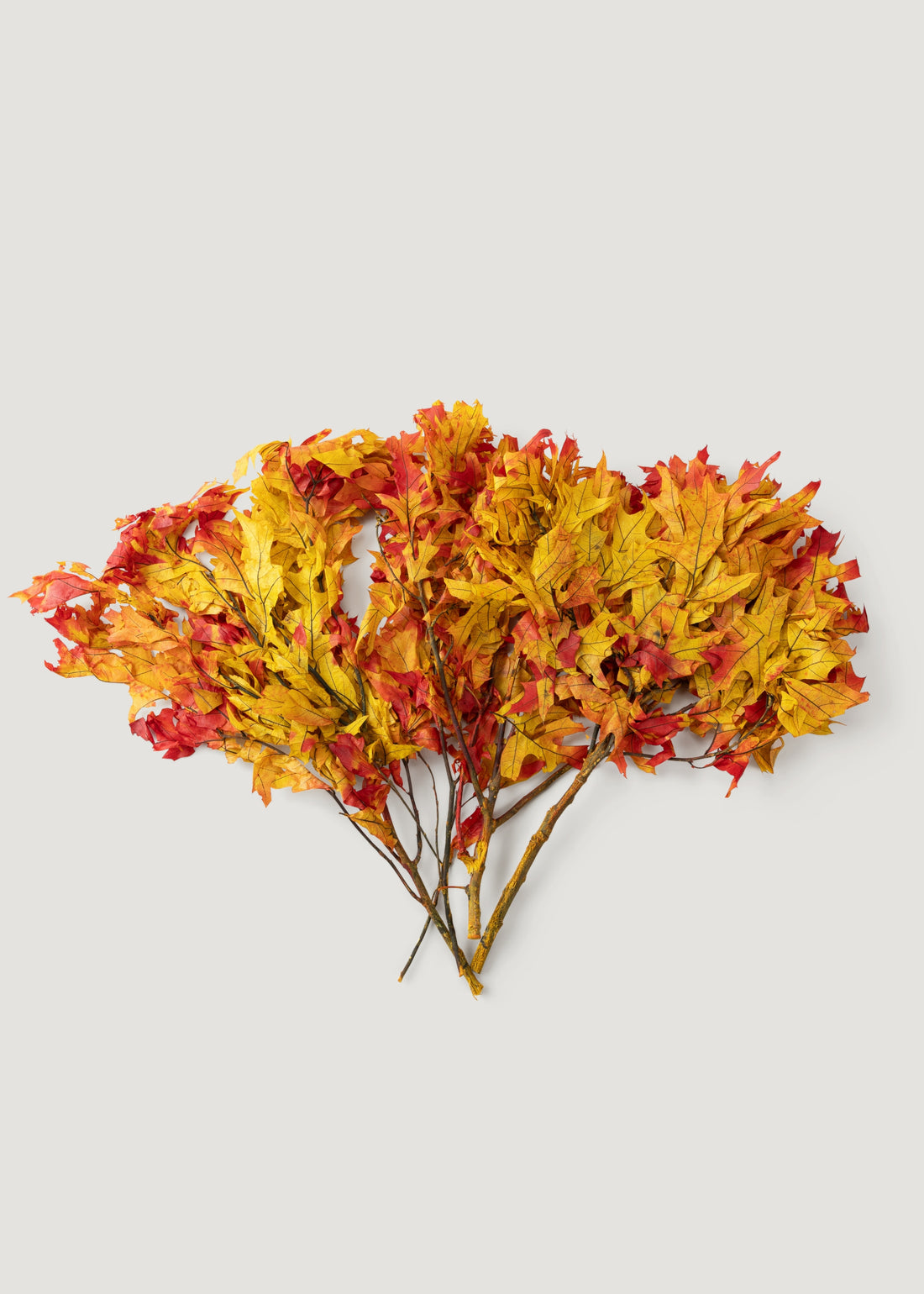 Preserved Fall Oak Leaves 