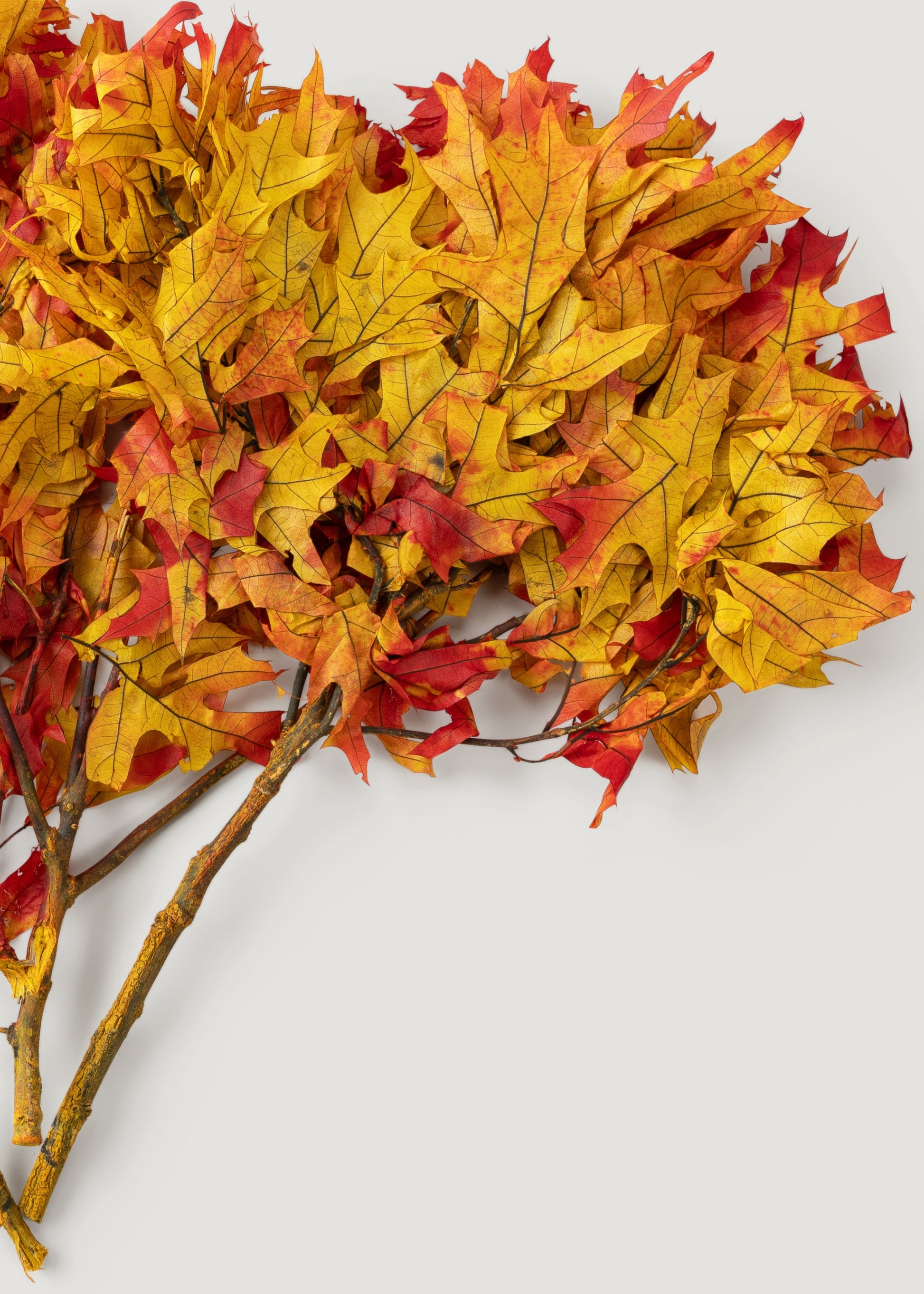 Preserved Oak Leaf Branches