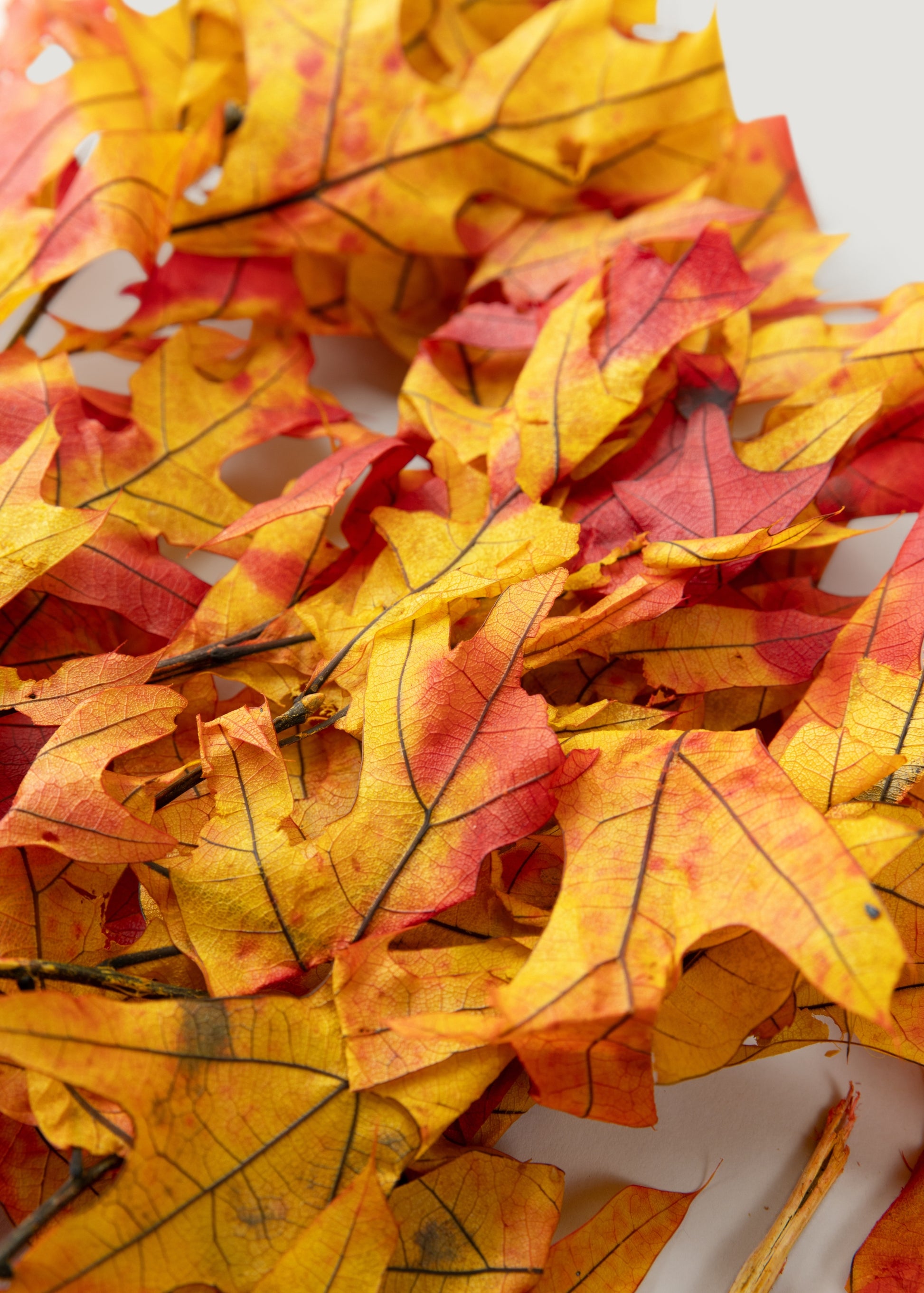 Close-up of Red Orange Preserved Oak Leaves 
