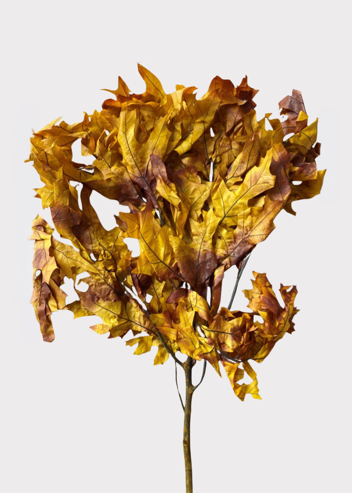 Preserved Fall Oak Leaves in Autumn Brown Hues 