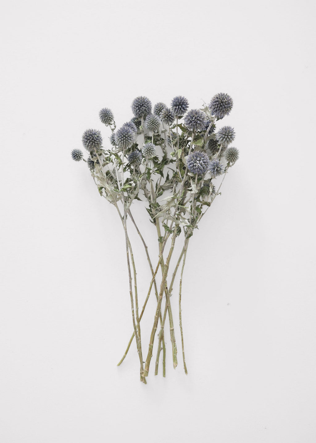 Natural Flowers Dried Globe Thistle Bundle in Blue Green at Afloral
