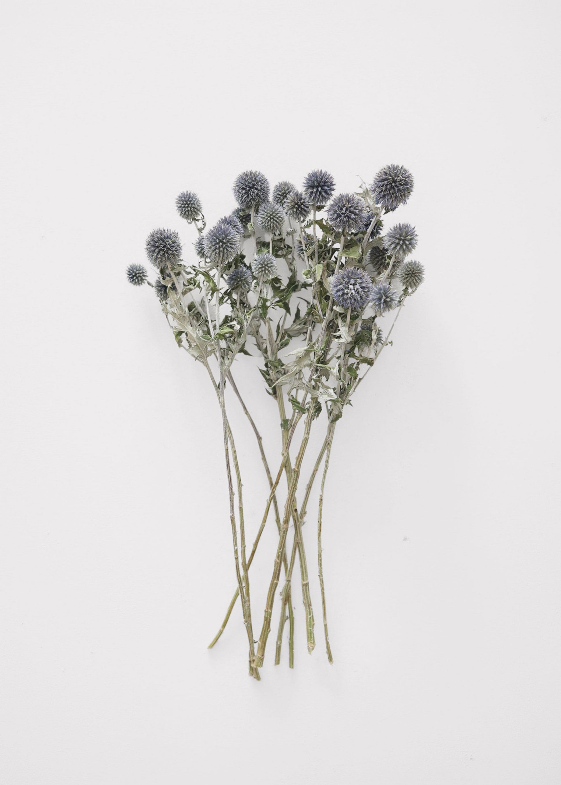 Natural Flowers Dried Globe Thistle Bundle in Blue Green at Afloral