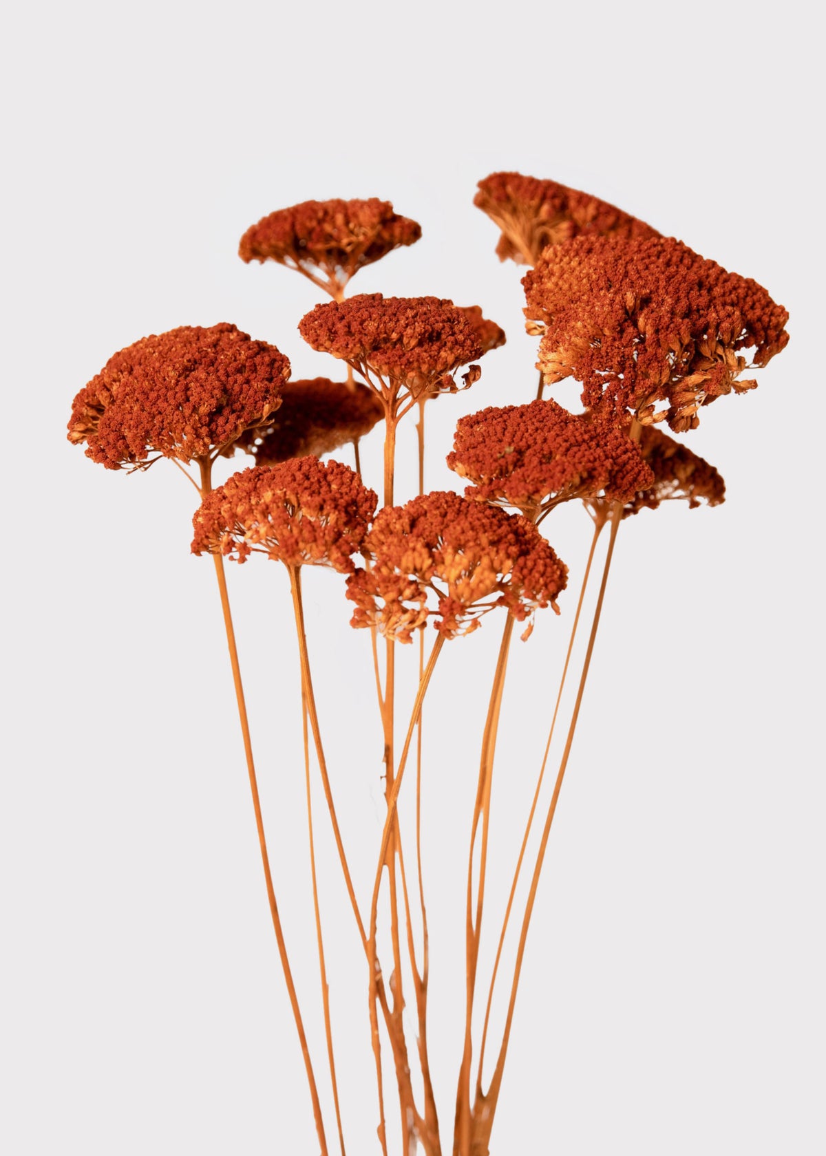  Dried Yarrow Flowers in Persimmon Orange 