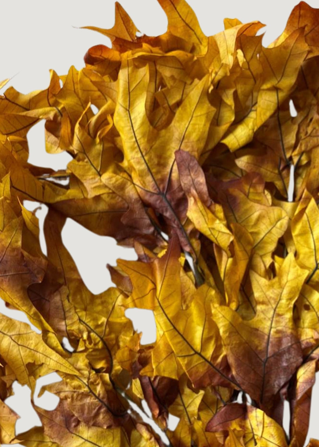 Preserved Fall Oak Leaves in Autumn Brown Hues 