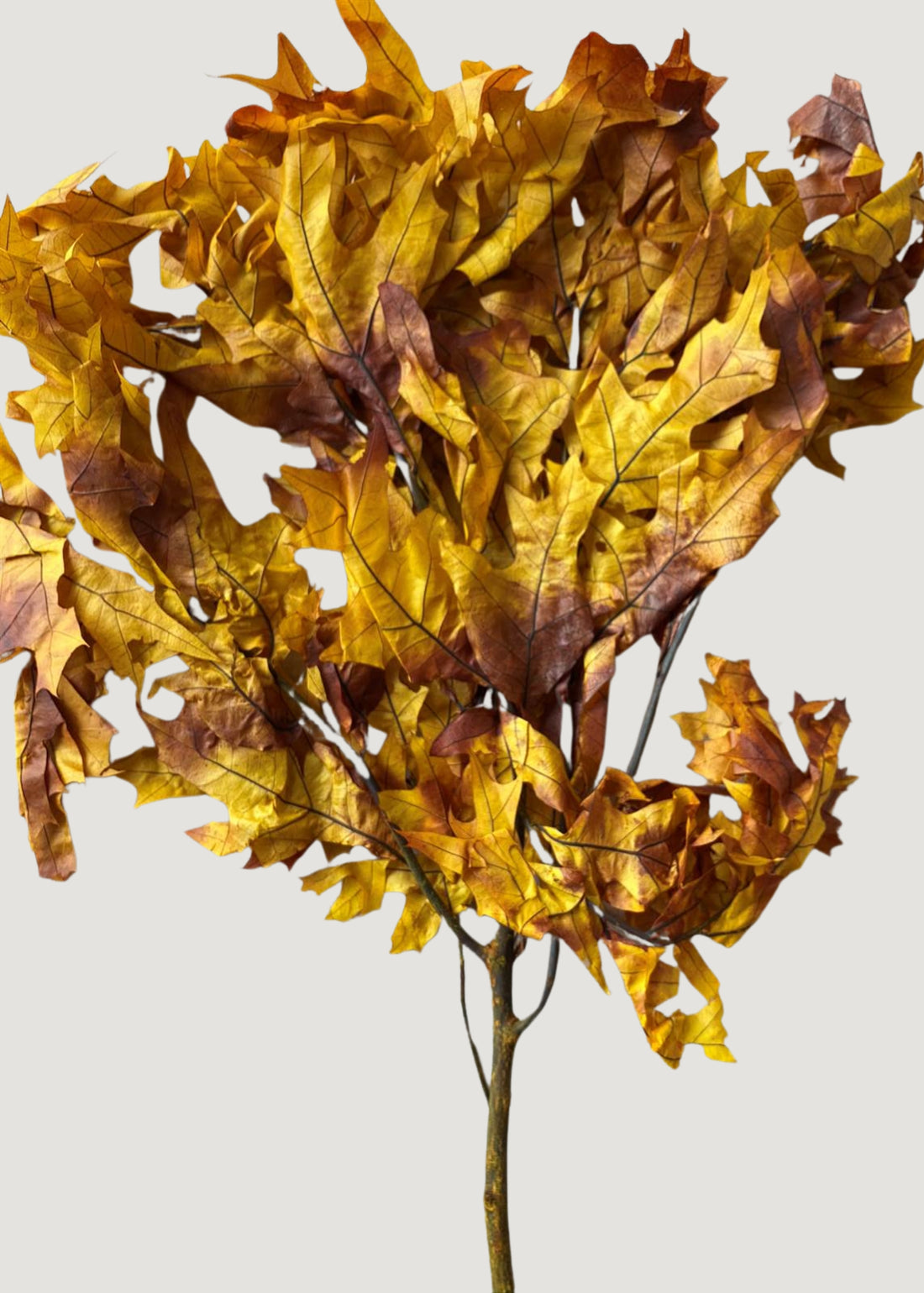 Preserved Fall Oak Leaves in Autumn Brown Hues 