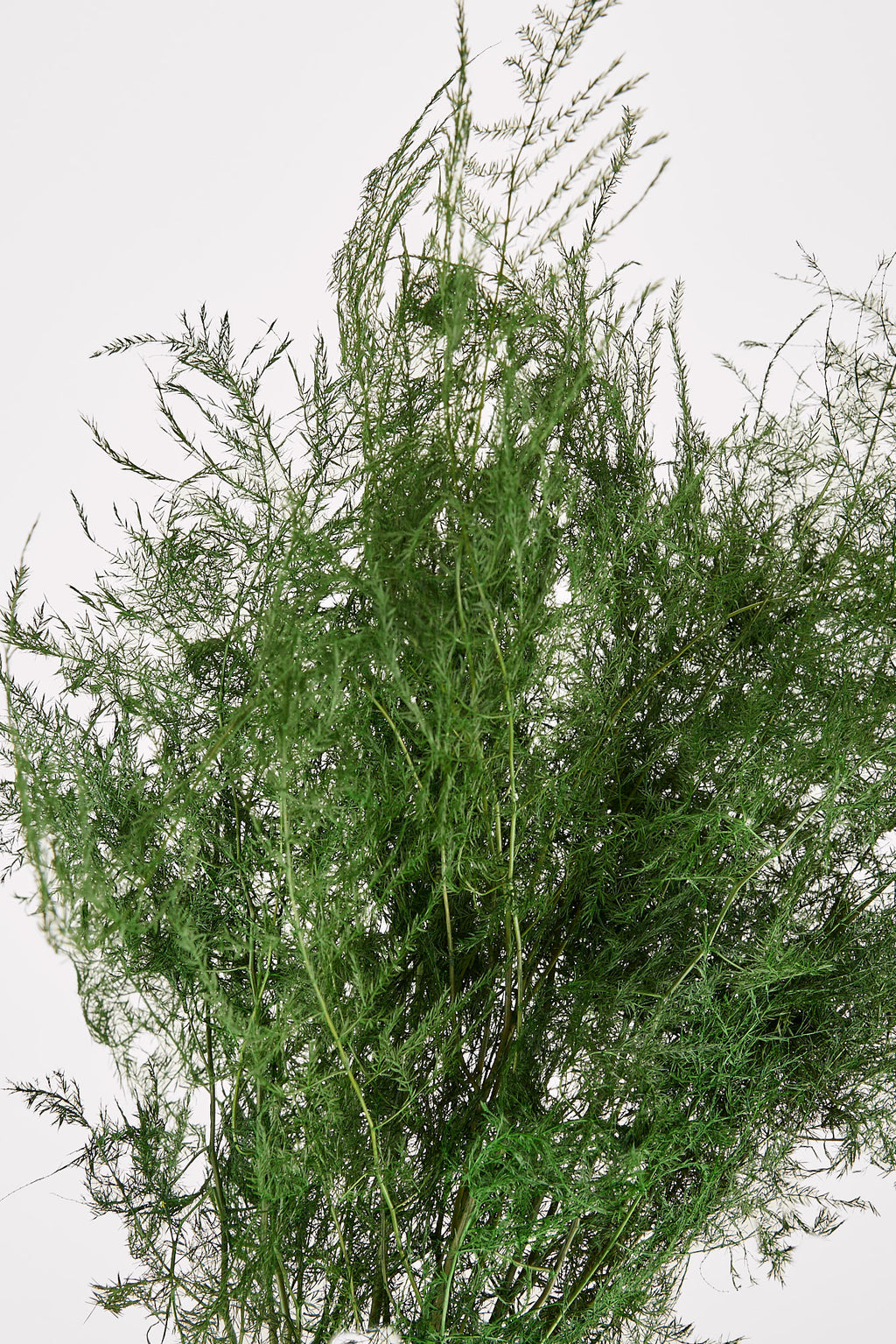Closeup View of Preserved Green Asparagus Plumosus Fern