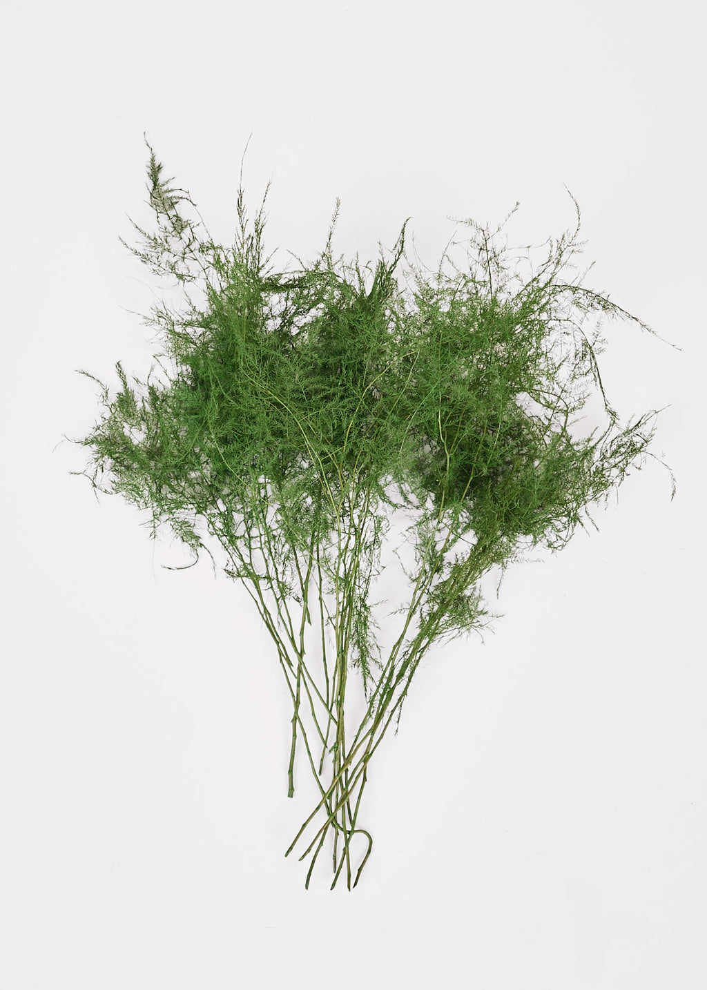 Natural Greens Preserved Plumosus Fern Bundle Pulled Apart