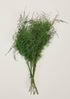 Afloral Preserved Green Foliage Plumosus Fern Bundle