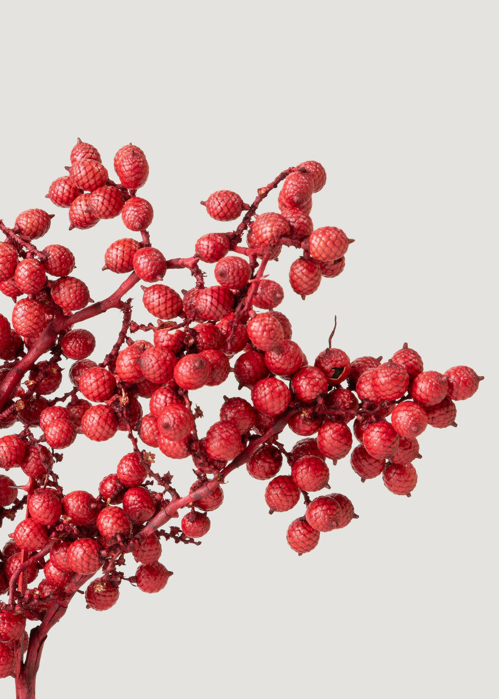 Close-up of Red Canella Berries 