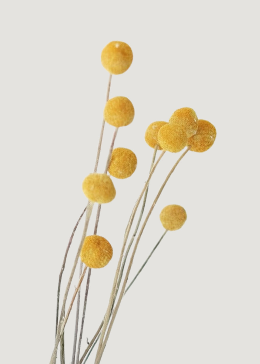 Bundle of 10 Dried Yellow Craspedia Billy Button Flowers