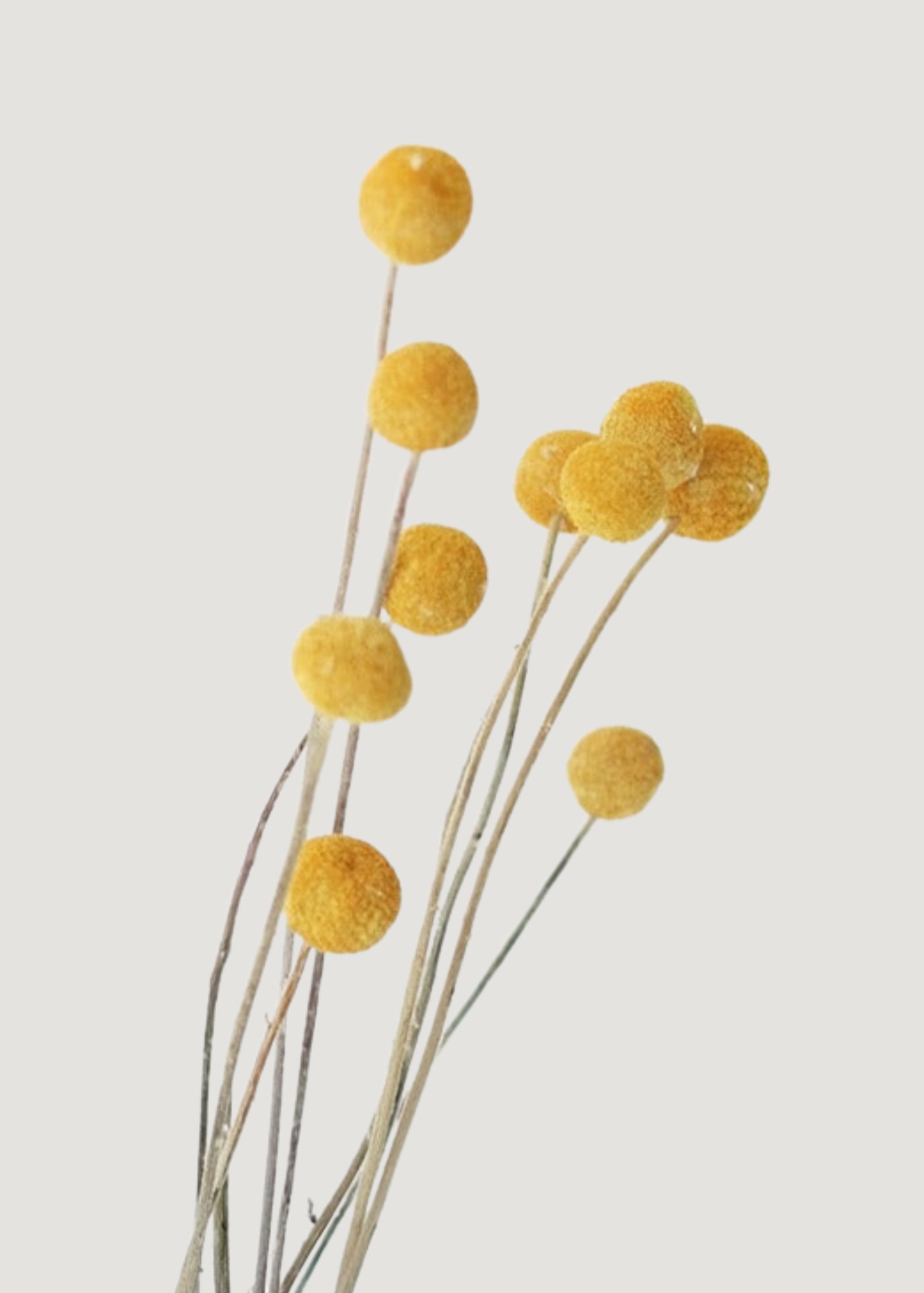 Bundle of 10 Dried Yellow Craspedia Billy Button Flowers
