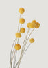 Bundle of 10 Dried Yellow Craspedia Billy Button Flowers