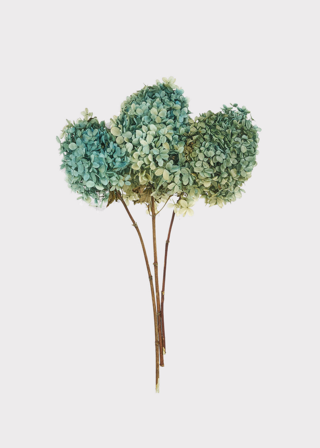 Preserved Flower Bundle of 3 Blue and Green Hydrangea Stems