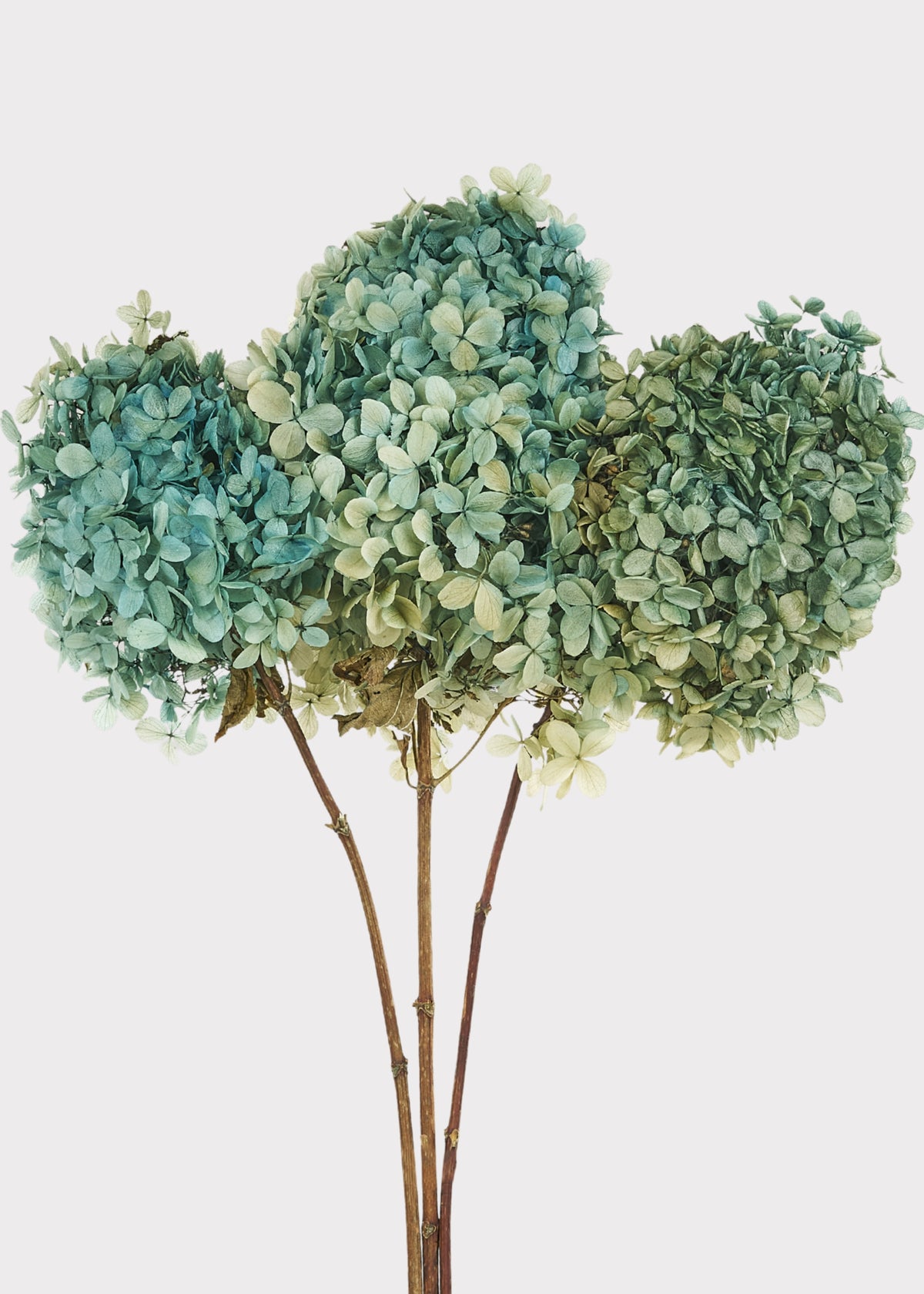 blue green dried hydrangeas