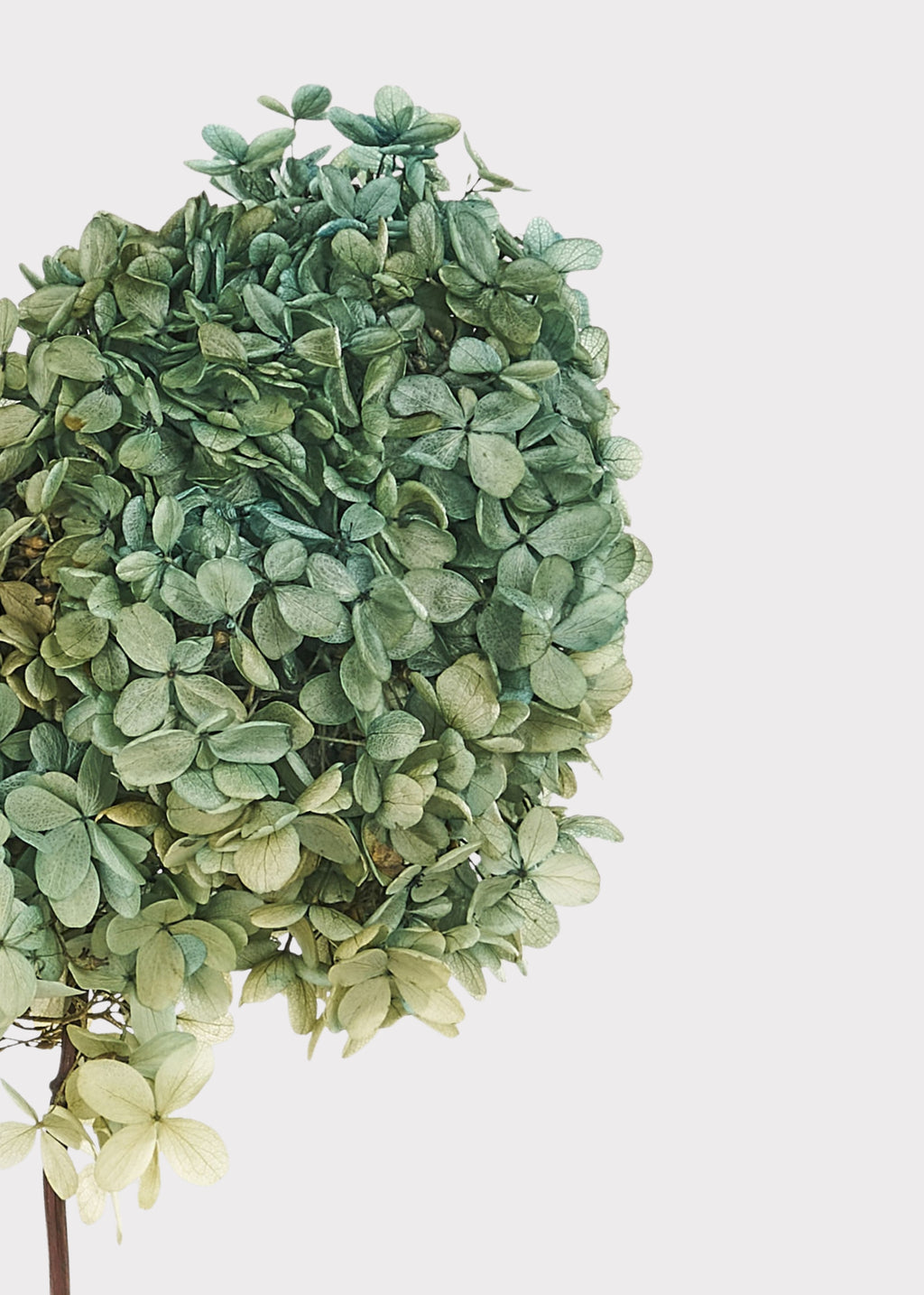 Close-up of Preserved Blue and Green Hydrangea Stem