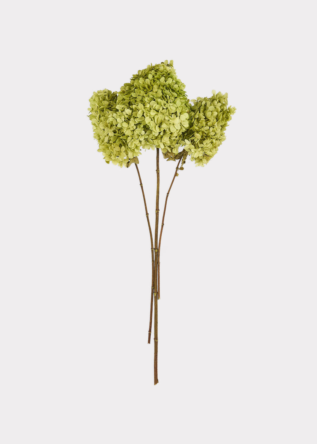 Three dried hydrangea stems with light olive-green flower heads and brown stems, arranged upright against a plain light gray background.