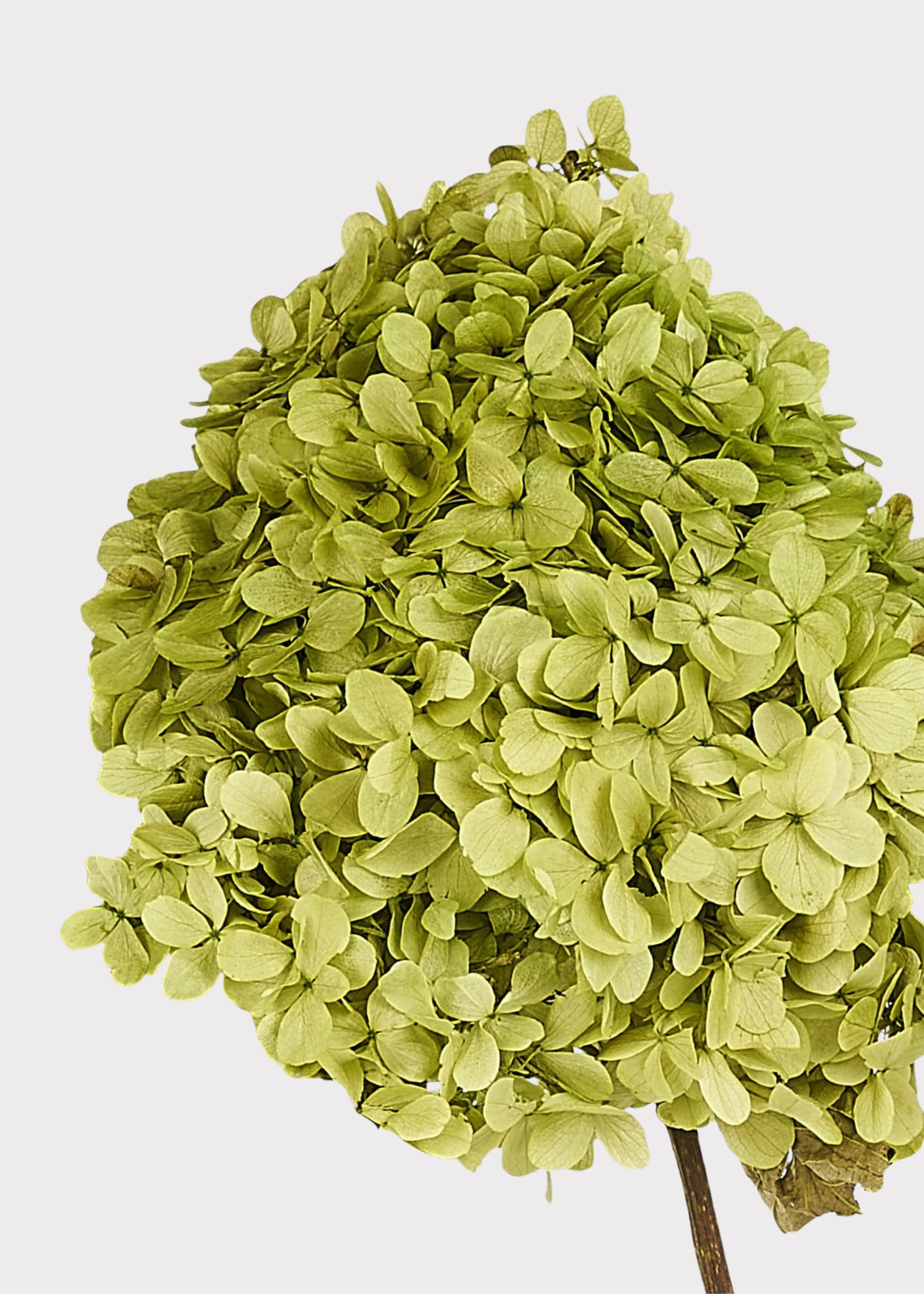 Close-up of Green Preserved Hydrangeas