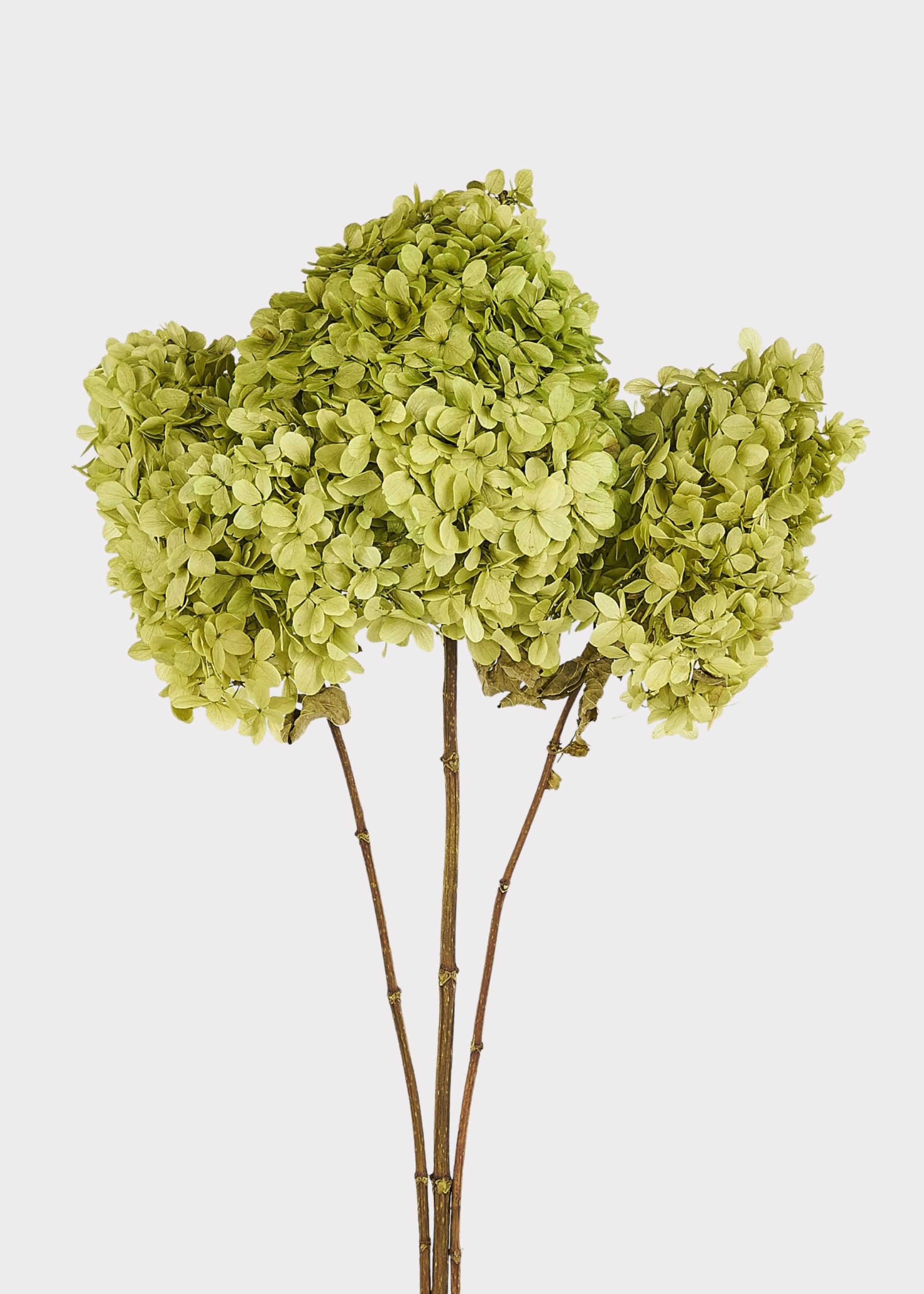 Green Preserved Hydrangeas